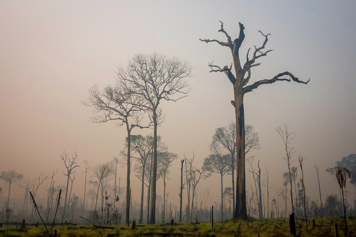 Deforestación en la Amazonía: pasado, presente y futuro