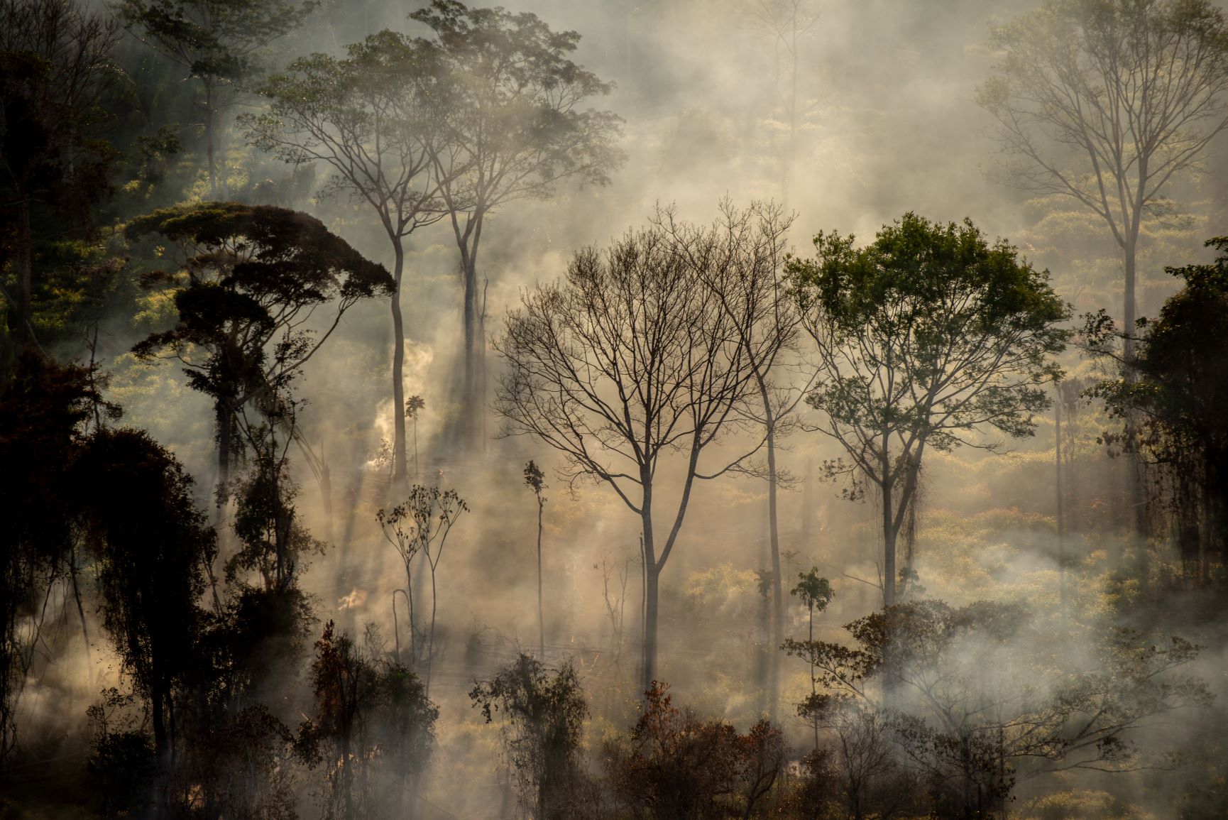 Amazônia tem alta de 61,8% no desmatamento em fevereiro, mas o que isso significa?