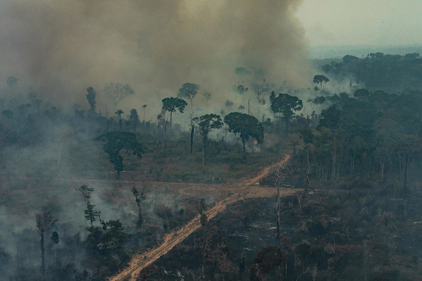 O papel dos governos estaduais no combate ao desmatamento da Amazônia