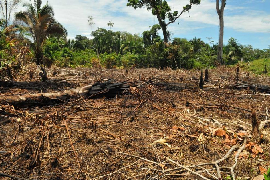 En 2022 Colombia deforestó 10 % menos que en 2021, pero aún hay casos inquietantes