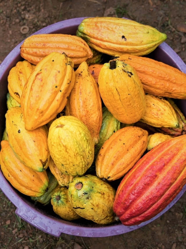 Cacao in the Amazon: from historical evolution to its role in the bioeconomy