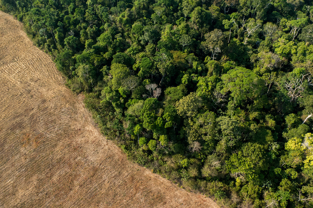 Trees in the western and southern Amazon are less likely to survive long periods of drought