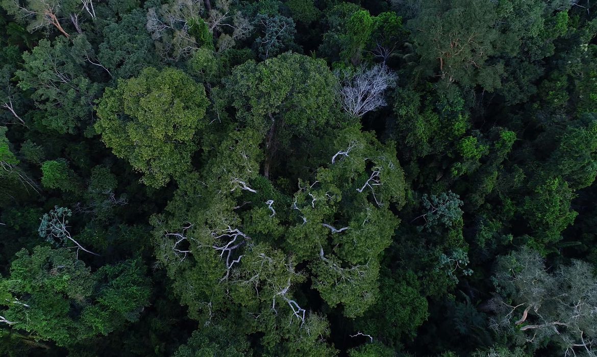 Concessões florestais retornam ao planejamento econômico da Amazônia