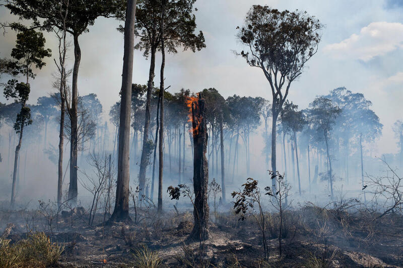 Mercado de carbono e a regulamentação para a Amazônia brasileira