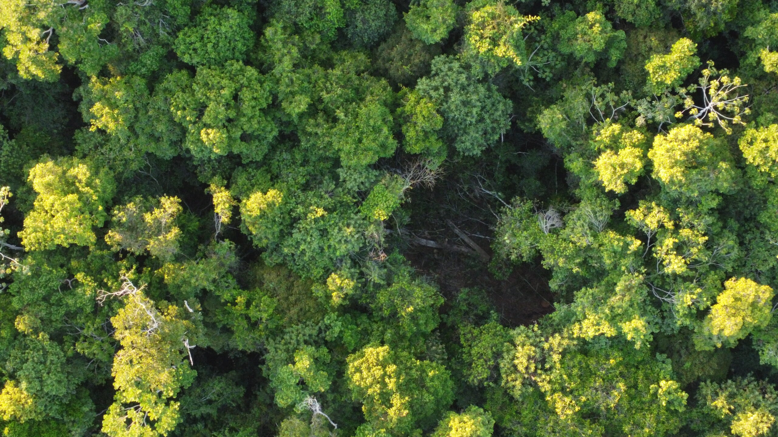 Prefeito de uma das cidades mais desmatadas da Amazônia tem fazenda ligada à extração ilegal de madeira no território indígena do Xingu