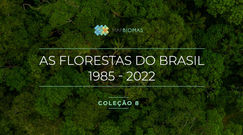 Brasil perdeu 15% de suas florestas naturais nas últimas quatro décadas, aponta MapBiomas